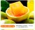 湖北秭归应季新鲜水果 夏橙  酸甜多汁  适合夏季榨汁的水果(5斤大果)第4张高清大图