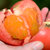 鲜时小令【真选定制】普罗旺斯西红柿沙瓤番茄小西红柿5斤装净重4.5斤 沙瓤口感 自然成熟 酸甜可口 顺丰发货第2张高清大图