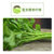 明日叶超级蔬菜鲜茎叶【2斤起送】长寿草超级蔬菜鲜茎叶第3张高清大图