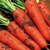 新鲜胡萝卜5斤水果萝卜甜脆现挖现发生吃红心罗卜农家蔬菜 带泥10(9.5斤)第4张高清大图