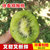 江山徐香猕猴桃新鲜水果绿心奇异果当季水果 大果5斤/箱(1箱)第3张高清大图