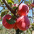 香果坊 山东烟台红富士红将军苹果5斤装80-85#苹果 水果包邮第5张高清大图