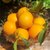 【3元一斤】江西赣南脐橙福利装应季水果橙子整箱批发(5斤装)第4张高清大图