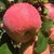 新疆阿克苏冰糖心苹果9斤大果 （80-90）果新鲜当季水果红富士批发全国包邮第4张高清大图