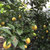 好果天天新鲜柠檬 时令水果四川安岳柠檬单果90g以上4个装第2张高清大图