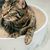 pidan猫抓板塑料山谷款 碗形大瓦楞纸猫窝第4张高清大图