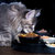 pidan猫粮 全期全价冻干粮 70%肉类蛋白无谷低敏高吸收配方 低脂冻干粮鸡肉鱼肉成猫幼猫粮 鸡肉2.7kg零食 国美超市甄选第5张高清大图
