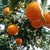 【爆汁】四川青见现摘5斤柑橘橘子果冻橙手拨橙当季新鲜水果，现摘包邮第4张高清大图