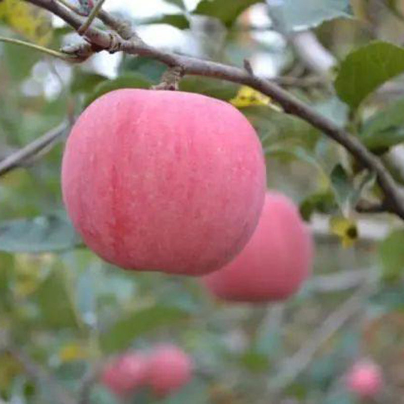 杞农优食陕西白水红富士苹果精品小果6570mm约910斤约30个果着色鲜艳