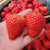 【空运发货】红颜99草莓当季新鲜水果脆嫩多汁果香浓郁(大果30g 2斤装)第3张高清大图