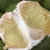 泰国进口翡翠青柚2个 单果700-1000g当季新鲜白肉蜜柚第6张高清大图