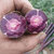 紫色胡萝卜紫色黑色胡萝含花青素新鲜蔬菜紫萝卜五斤包邮（单果100-150g）（北京不发货）第4张高清大图