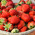【原产直发 顺丰包邮】大凉山德昌巧克力红颜甜草莓 2.5斤装第5张高清大图