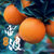 精选四川大凉山雷波脐橙精品生态原产地发货 脐橙 礼盒装 现货现发(8斤经典礼盒装（12枚特级金果）)第2张高清大图
