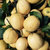 【罗花岭-产地直销】四川安岳一二级黄柠檬3斤（9-15个左右）包邮(绿色食品 水果)第2张高清大图