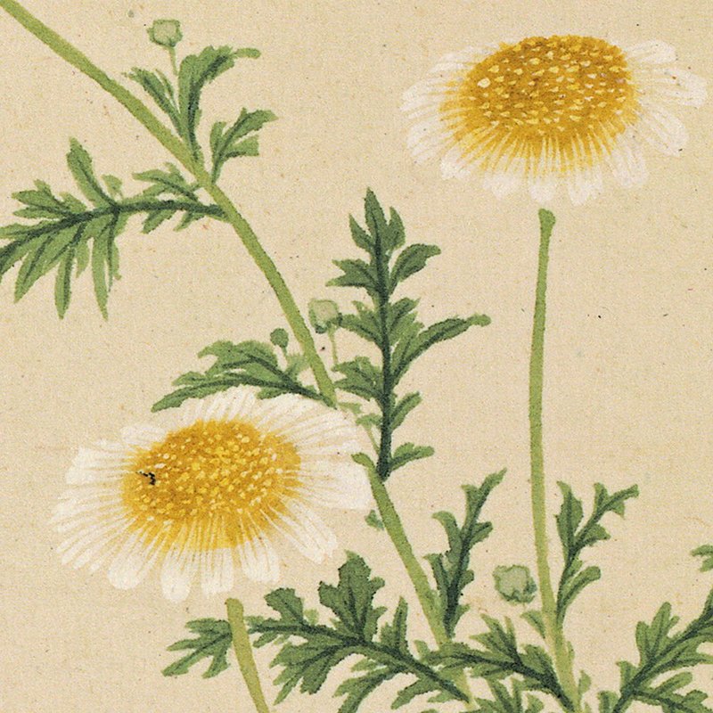 名画《花卉图十开-杂草野菊》册页 纸本 嘉兴派 清 项圣谟 国画 高清