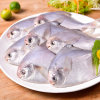 国联东海白鲳鱼600g 5-8条 银鲳鱼 平鱼 产地直供 国产 冷冻 袋装 生鲜 海鲜水产