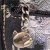 金猫王GOLDKINGCAT欧美潮流复古双肩包背包书包M12077 哈姆狗第4张高清大图