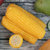 玉米新鲜10支家用早餐金刀穗黄玉米棒真空非转基因东北糯甜粘玉米(绿色 自定义)第4张高清大图