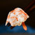 赶海弟海米金虾仁干125g 速食带调料包鲜脆即食海蜇头第6张高清大图