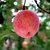 红富士山东特产栖霞水果新鲜野生丑苹果脆甜5斤1箱第5张高清大图