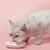 pidan山羊奶猫布丁猫零食 奖励零食猫咪零食宠物幼猫零食15g*6个(红色)(6个月以上)第3张高清大图