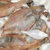 岛礼 新鲜大偏口鱼 2条/斤 纯野生 天然海鲜 大连特产【大渔场】第3张高清大图