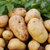 【顺丰包邮】新鲜蔬菜马铃薯农家黄皮黄心小土豆净重4.5斤(自定义)第4张高清大图