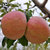 宁夏红富士苹果新鲜普通果光果脆甜丑苹果糖心果一级整箱(80mm（含）-85mm(不含) 9斤)第3张高清大图