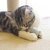 迪普尔薄荷球猫咪玩具塑料羊毛球形 轻盈便携第9张高清大图