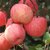 妙持鲜精品红富士苹果2.5kg单果80-90mm 香甜多汁第6张高清大图