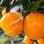 冠町伦晚脐橙5斤小果（单果55-65mm） 新鲜采摘;好橙不怕晚;产地直发第4张高清大图