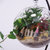 花港码头 微景观 创意植物 迷你盆栽 DIY植物 生日礼物 苔藓生态瓶 顺丰包邮(遇 见)第2张高清大图