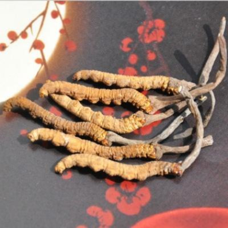 冬虫夏草新品青海玉树原产地直销冬虫夏草67条g精挑选无断草无牙签