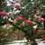 烟台栖霞红富士苹果 9-12个约5斤80-85果 浅黄色 9-12个大果(9-12个)第5张高清大图