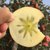 新疆阿克苏冰糖心苹果9斤大果 （80-90）果新鲜当季水果红富士批发全国包邮第2张高清大图