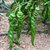 绿色 螺丝椒 每日采摘 新鲜香辣 500g第2张高清大图