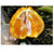 丑柑丑橘丑八怪 不知火 原产地直发(坏果包赔）(5斤小果 丑橘)第4张高清大图