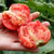 普罗旺斯西红柿5斤  新鲜水果海阳自然熟山东生吃沙瓤大番茄第2张高清大图