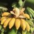 新鲜大蕉/芭蕉 新鲜水果产地直发广东农家特产非粉蕉banana*5(60斤)第4张高清大图