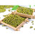 天钙绿豆 鹤壁特产杂粮 950g/袋第3张高清大图