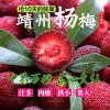 预售 湖南湘西靖州杨梅 来自神秘湘西原始森林的野生鲜果 2kg
