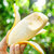 誉福园广西苹果蕉香蕉5斤装 冰淇淋口感 软糯香甜第3张高清大图