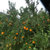 精品纽荷尔脐橙 非赣南脐橙 带叶发货(大果)第5张高清大图