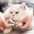 神经猫宠物指甲钳无 小型宠物美容工具第9张高清大图