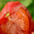 正宗普罗旺斯西红柿沙瓤西红柿4.5斤/箱海阳水果西红柿(4.5斤/箱)第4张高清大图