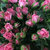 FlowerPlus花加产地直发多头玫瑰鲜花速递(粉红色)第2张高清大图