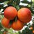 飓香园 塔罗科血橙5斤大果 单果70mm+ 富含花青素的水果 前期果血丝较少第5张高清大图