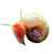 苹果螺 羊角螺 水草缸除藻观赏螺 水族箱鱼缸清洁工具螺活体特价1(苹果螺3只 默认版本)第5张高清大图