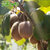 江山徐香猕猴桃 新鲜水果奇异果 绿心 30个 约6斤 顺丰第4张高清大图